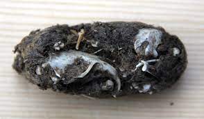 Owl Pellet